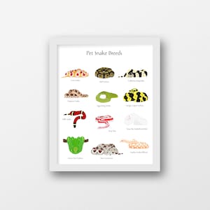 Op de afbeelding: Een ingelijste witte poster met de titel Pet Snake Breeds met twaalf geïllustreerde slangen, waaronder een korenslang, koningspython, Californische koningsslang, haakneusslang, eieretende slang, tapijtpython, melkslang, roze boa, Texas rattenslang, groene boompython, boa constrictor en gopherslang.