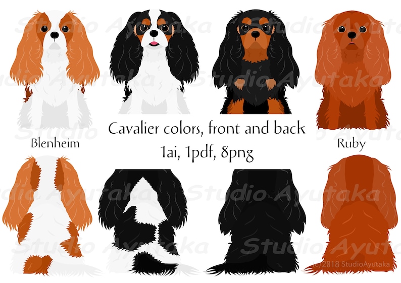 Cavalier dog color variations bundle, png, pdf, ai 画像 1