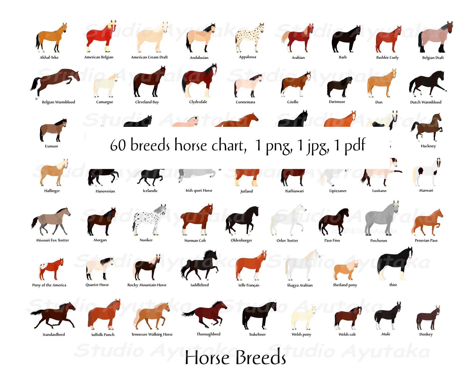 Horse Breeds Size Comparison Different Horse Breeds Horse Breeds