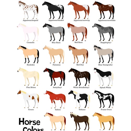 Various Colors of Horses Chart Svg Png Jpg 1620'' - Etsy