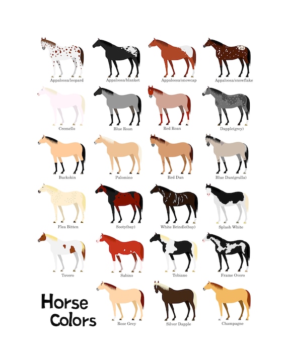 cats breeds , svg, png, jpg, 16*20