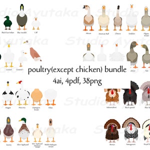 pacchetto di pollame (eccetto polli), ai, pdf, png, illustrazione, disegno digitale, fatto a mano