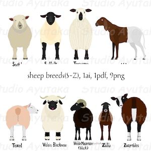 Schafrassen S~Z, ai, pdf, png, Illustration, digitale Zeichnung, handgefertigt