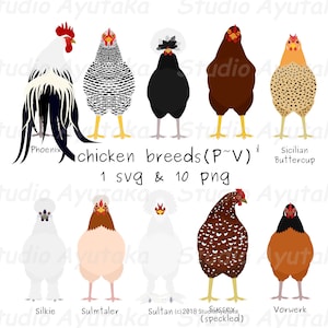 razas de pollos(P~V), svg, png, ilustración, dibujo digital, hecho a mano