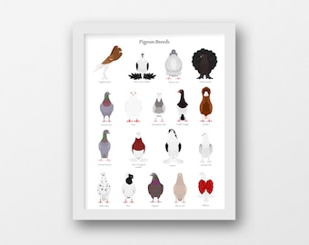 pigeon breeds chart, digital design, jpg, pdf, png, 16*20'', illustration, digital drawing, handmade