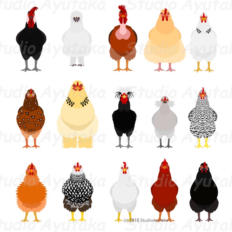 15 breeds of chickens bundle, svg, pdf, ai, png 画像 2