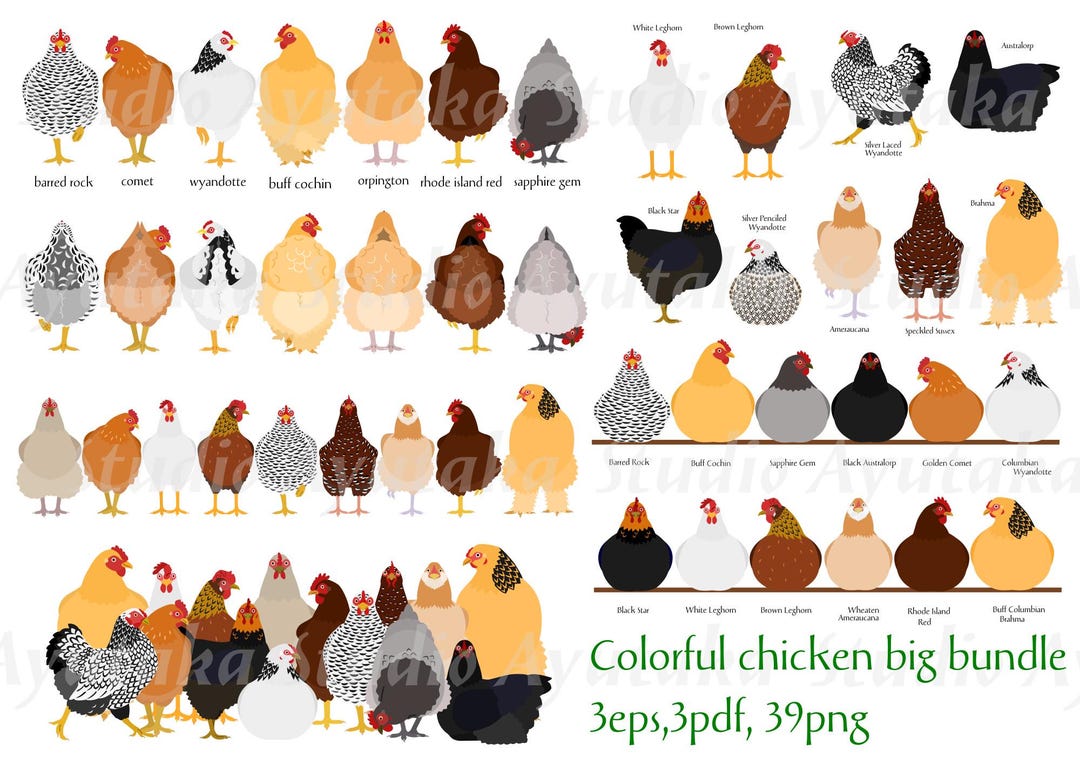 Colorful Chicken Clipart Bundle - Hand-drawn Chickens Set(eps,pdf,png ...
