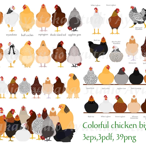 Colorful Chicken Clipart Bundle - Hand-Drawn Chickens Set(EPS,PDF,PNG)