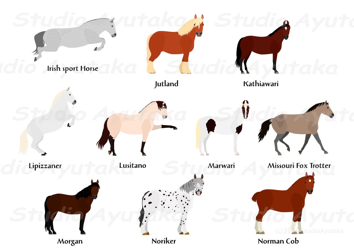 Horse Breed IN Bundle Ai Pdf Png Etsy