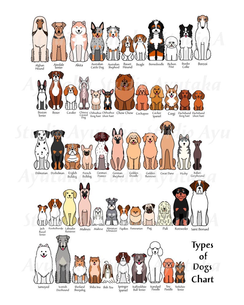 Types of Dogs Chart, Cartoon Dog Chart, Digital Design, Jpg, Pdf, Png ...
