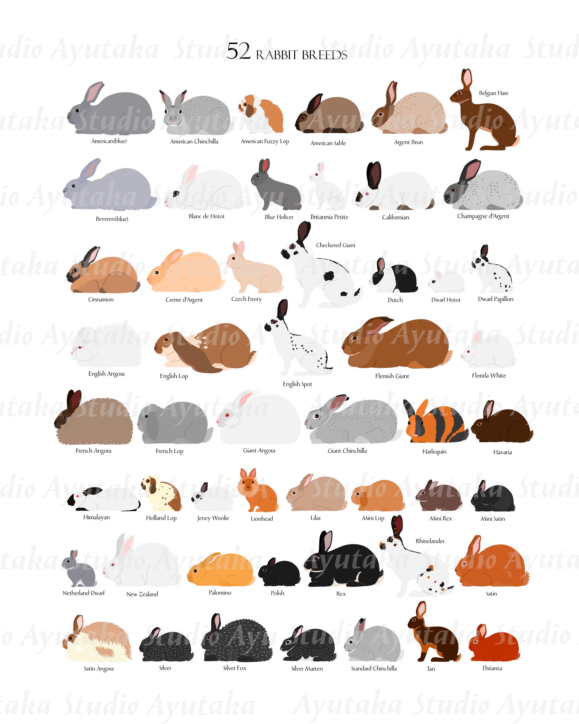 52 Rabbit Breeds Digital Chart, 16*20''printable Chart, Pdf, Png, Svg ...