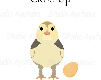 鶏のひよこと卵15種類のセット, ai, pdf, png, illustration, digital