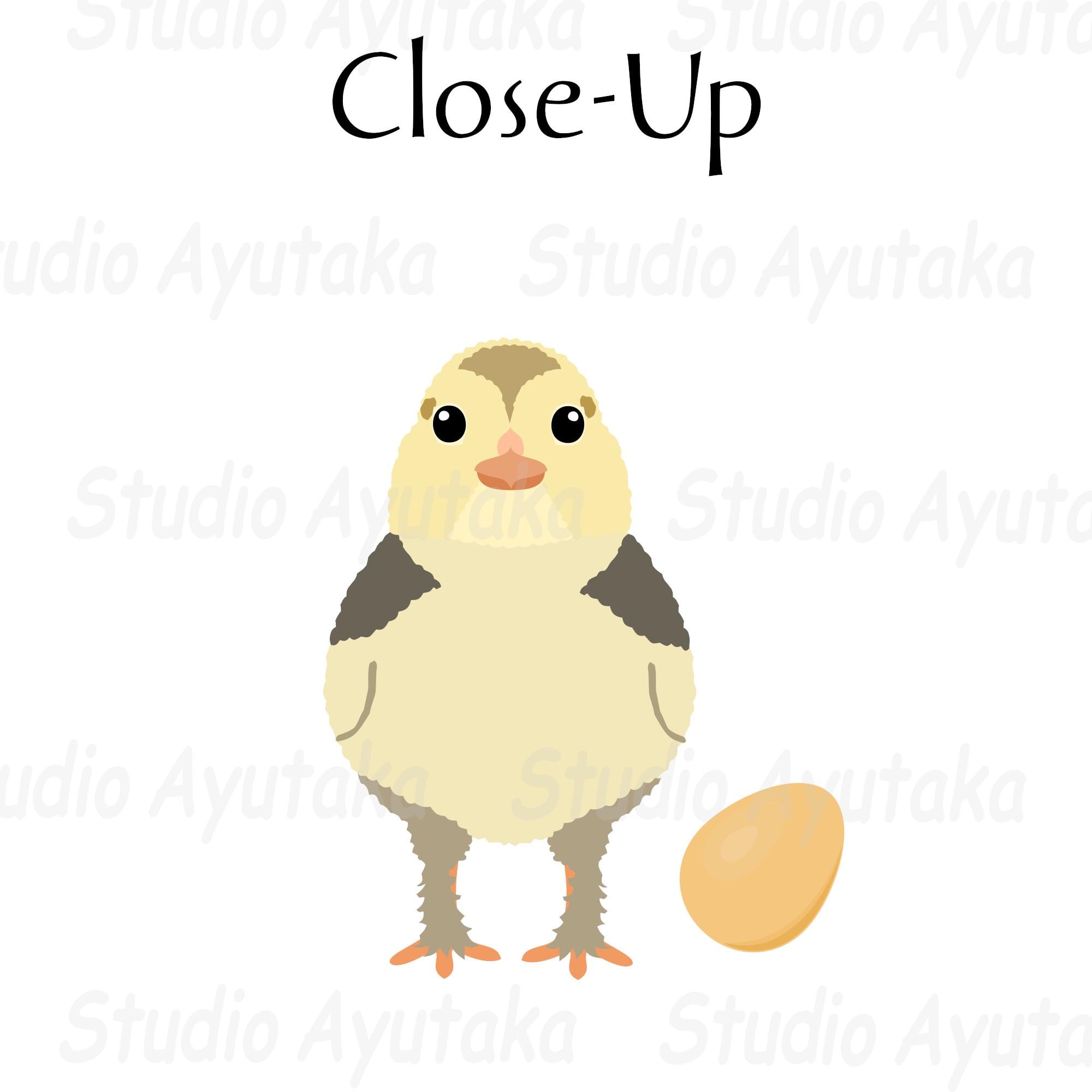 鶏のひよこと卵15種類のセット, ai, pdf, png, illustration, digital