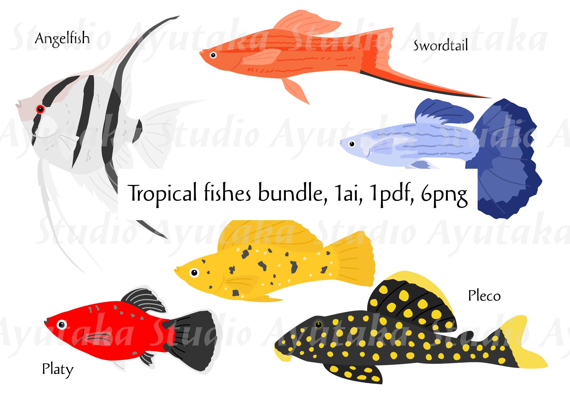 原色魚類大圖鑑 ILLUSTRATED FISHES Poster | Different types of
