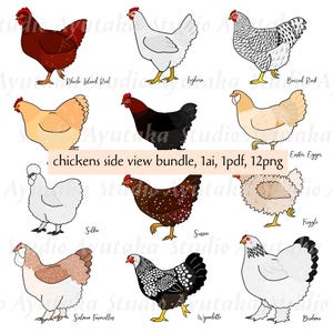paquet de vue latérale de poulet, 1ai, 1pdf, 12png, illustration, dessin numérique, fait main