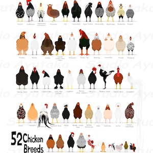 52 breeds of chicken chart, svg, jpg, png, 16*20&#39;&#39;