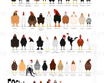 52 breeds of chicken chart, svg, jpg, png, 16*20''