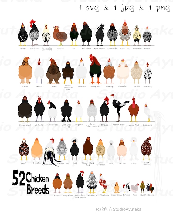 52 Breeds of Chicken Chart, Svg, Jpg, Png, 1620'' -  Canada