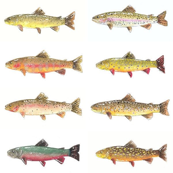 4x6 You Choose Trout Watercolor Print