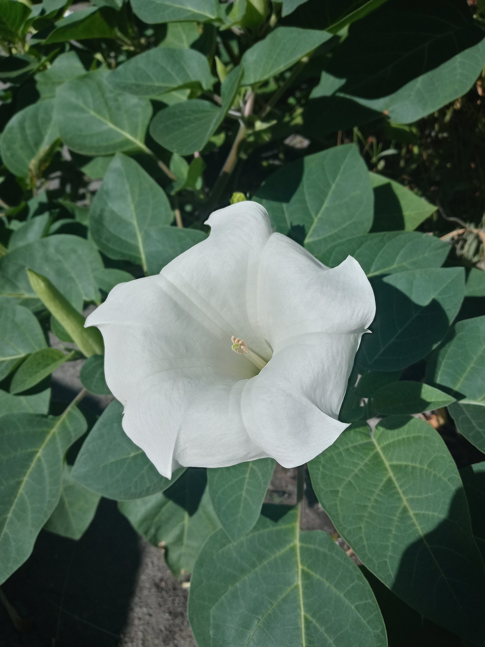 Datura innoxia Moonflower seeds 2020 Harvest Etsy