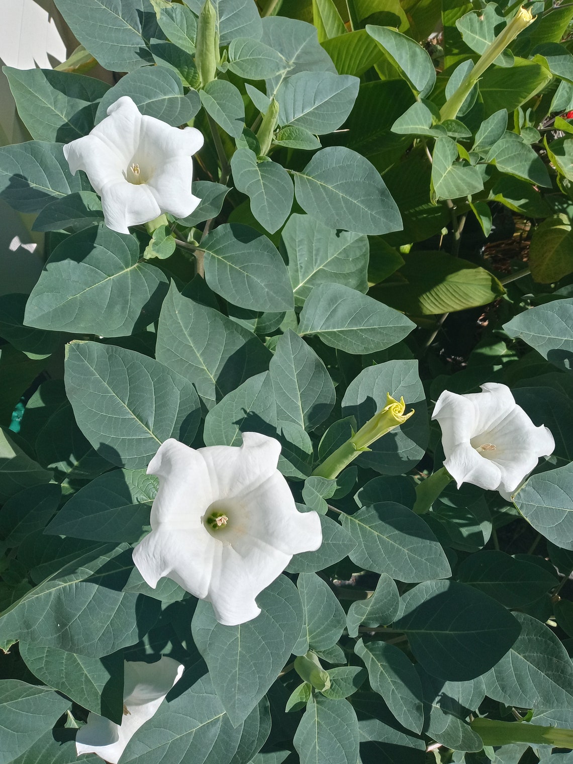 Datura innoxia Moonflower seeds 2020 Harvest Etsy