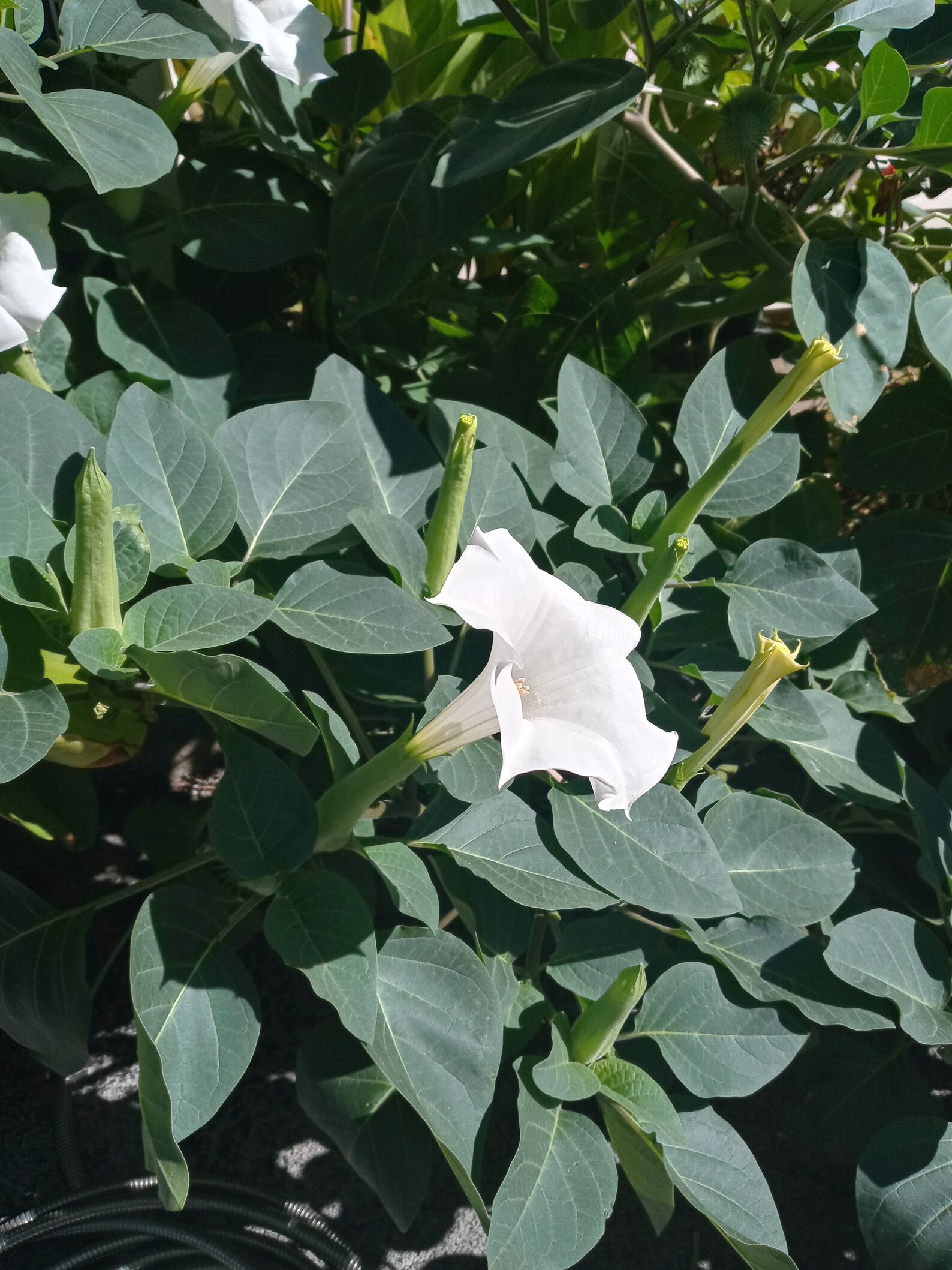 Datura innoxia Moonflower seeds 2020 Harvest Etsy