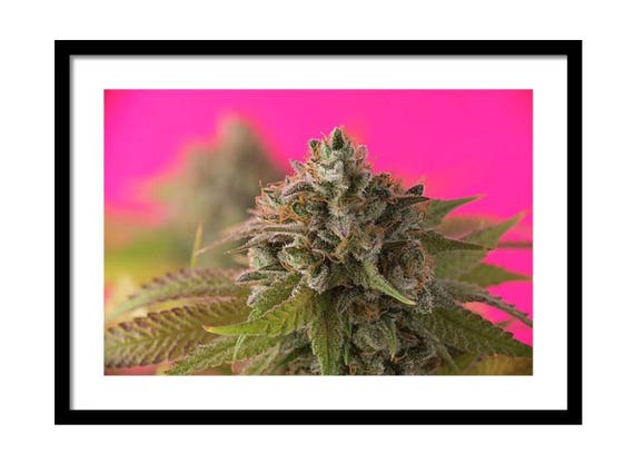 C Cannabinoid Guide Art Print // Canvas Print Wall Art Home Decor Poster