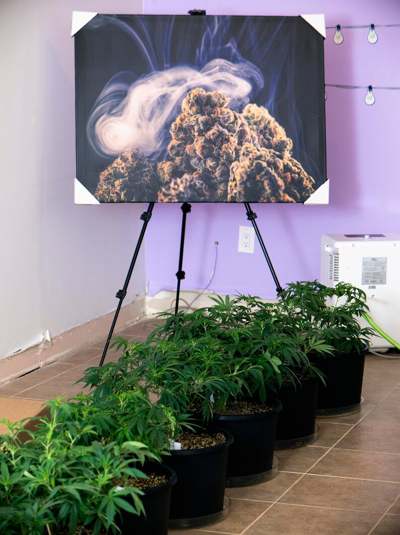 Cannabis Fine Art Stoner gifts Weed Poster Marijuana Wall Etsy