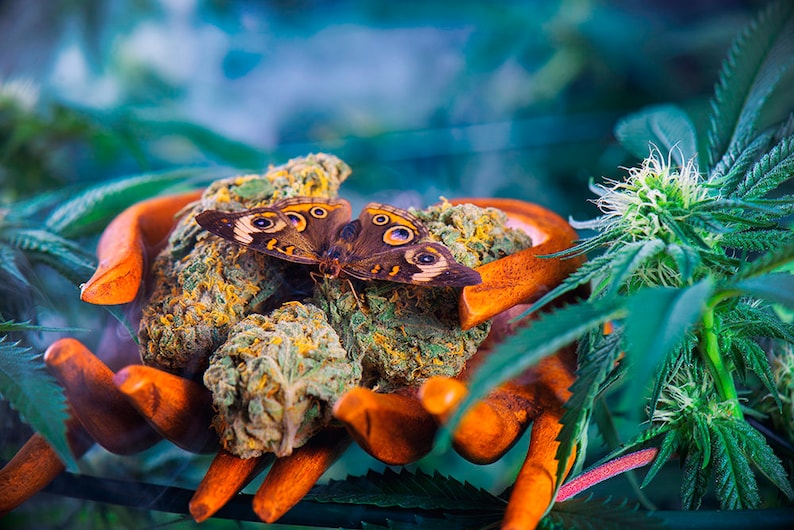 Weed Wall Art Cannabis Art Poster Marijuana Butterfly Etsy