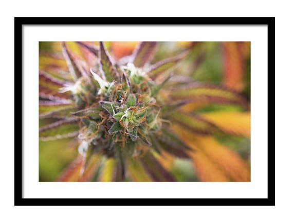 Cannabis Art Poster Weed Decor Stoner Gifts Stoner Art Etsy
