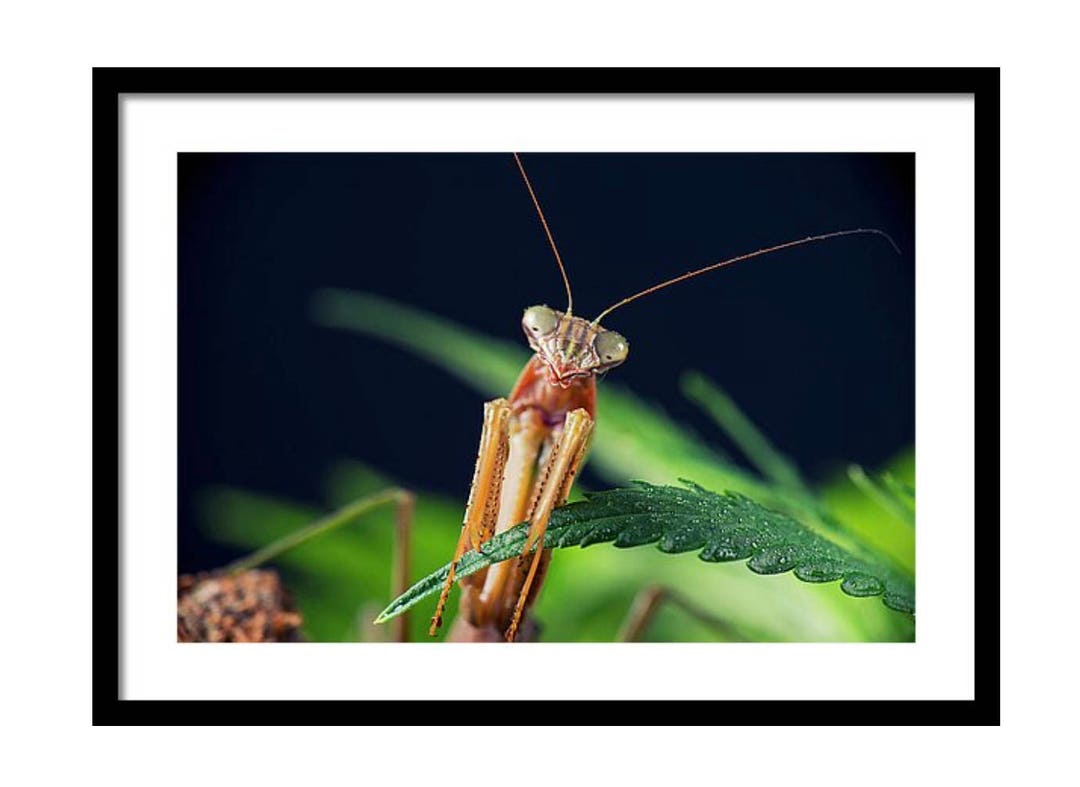 Praying Mantis Poster, Cannabis Fine Art, Marijuana Print, Stoner Gifts