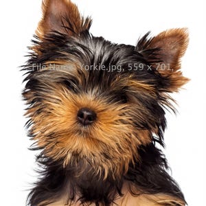 Dog Illustration Cards Yorkshire Terrier Design Artistic Notecard Collection Premium Cardstock Quality Blank Card Set Kraft Envelope Included Terrier Art Stationery Dog Lover Gift Unique Yorkie Illustration Beautiful Design Collection