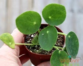 Pilea peperomioides Chinese Money Plant 2 quot