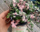 Callisia repens 39 Bianca 39 Pink Rare Succulent