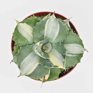 May include: Overhead view of a succulent plant in a brown pot. The plant features green leaves with creamy white variegation. The leaves have sharp, pointed edges. The plant is centered in the pot against a white background.