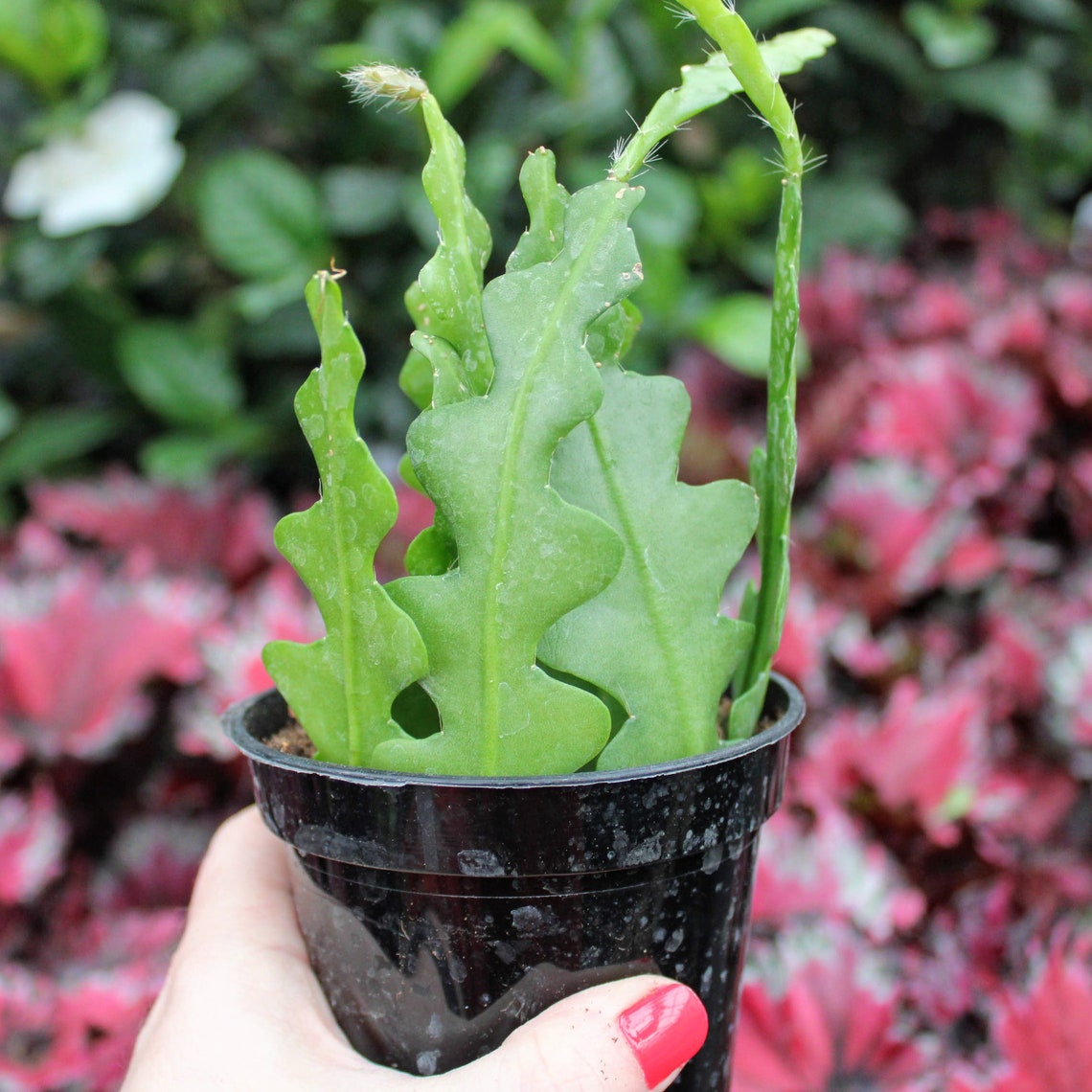 Epiphyllum Anguliger Ric Rac Orchid Cactus Fishbone Cactus Etsy