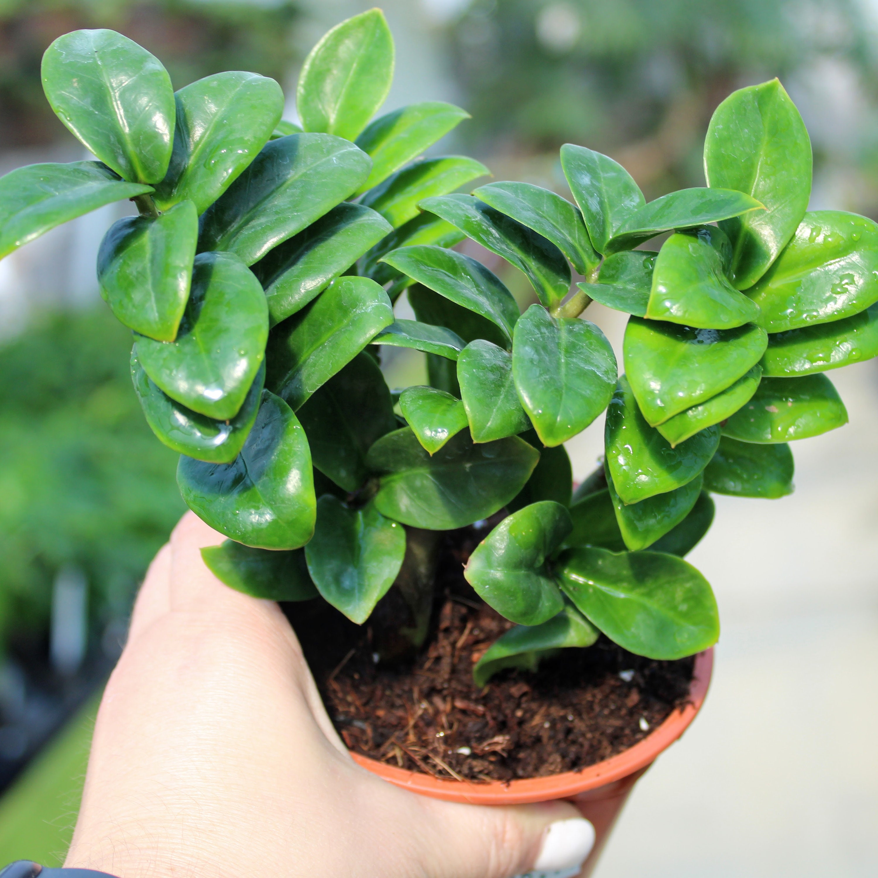 Zamioculcas zamiifolia 'Zenzi' | Dwarf ZZ Plant 4"