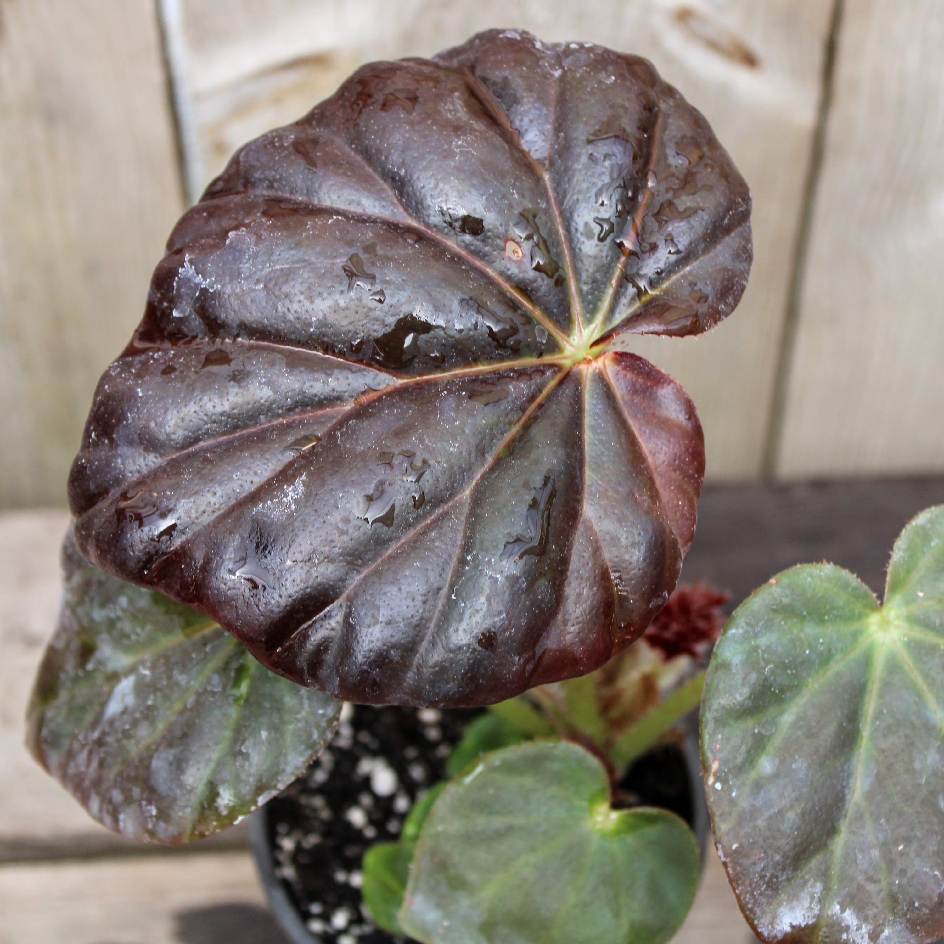 Begonia 'Red Fred' Rex Begonia Etsy