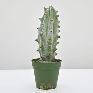 May include: A green cactus with a textured, light green surface, planted in a dark green pot. The cactus has sharp, dark green spines. The pot has the text "GROOVY PLANTS RANCH" in white.