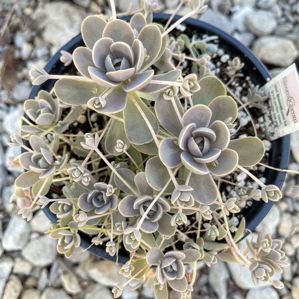 Orostachys iwarenge 'Chinese Dunce Cap' | Hardy Succulent