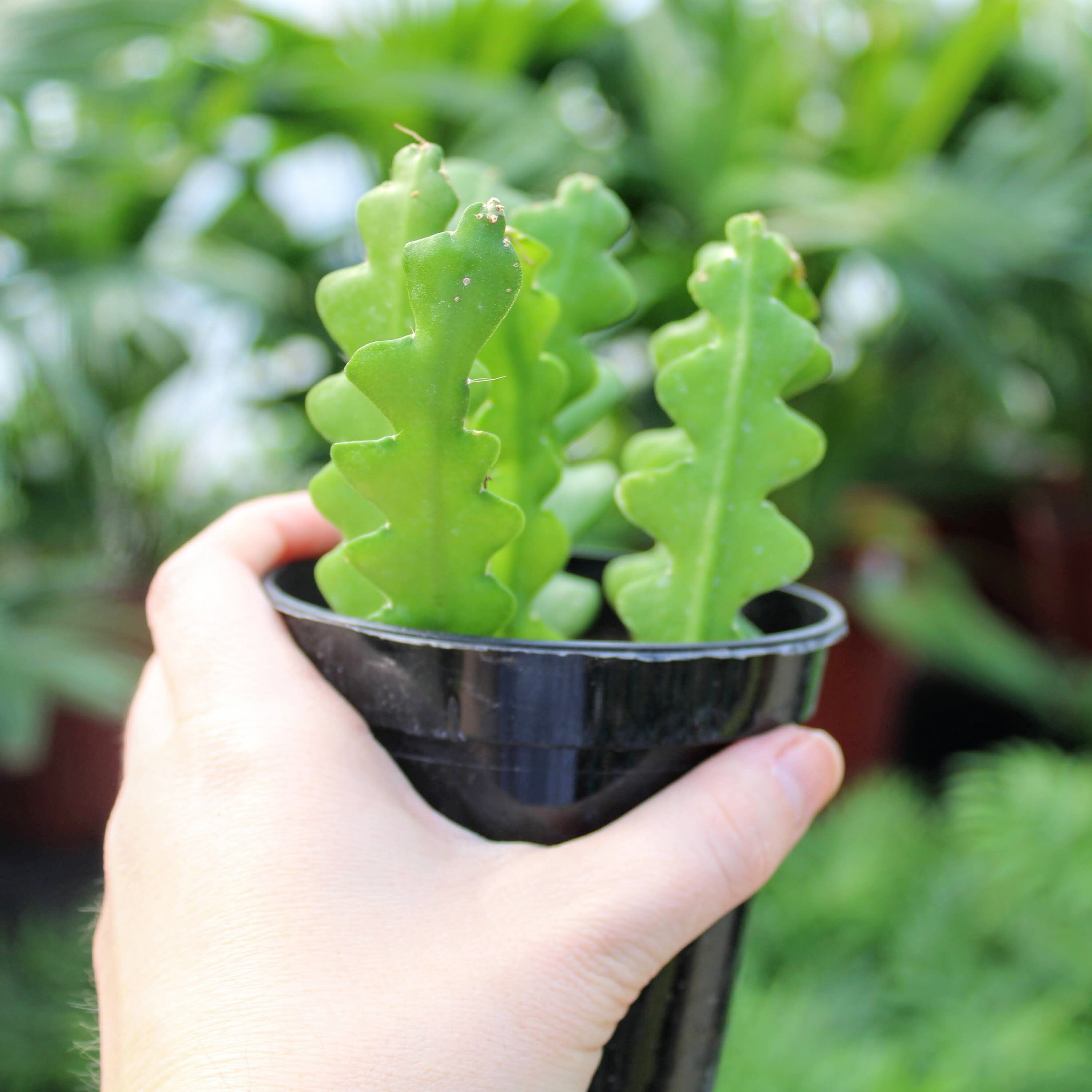 Epiphyllum Anguliger Ric Rac Orchid Cactus Fishbone Cactus Etsy