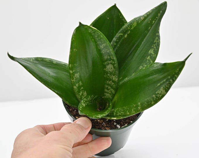 Groovy Plants Ranch Snake Plant Sansevieria