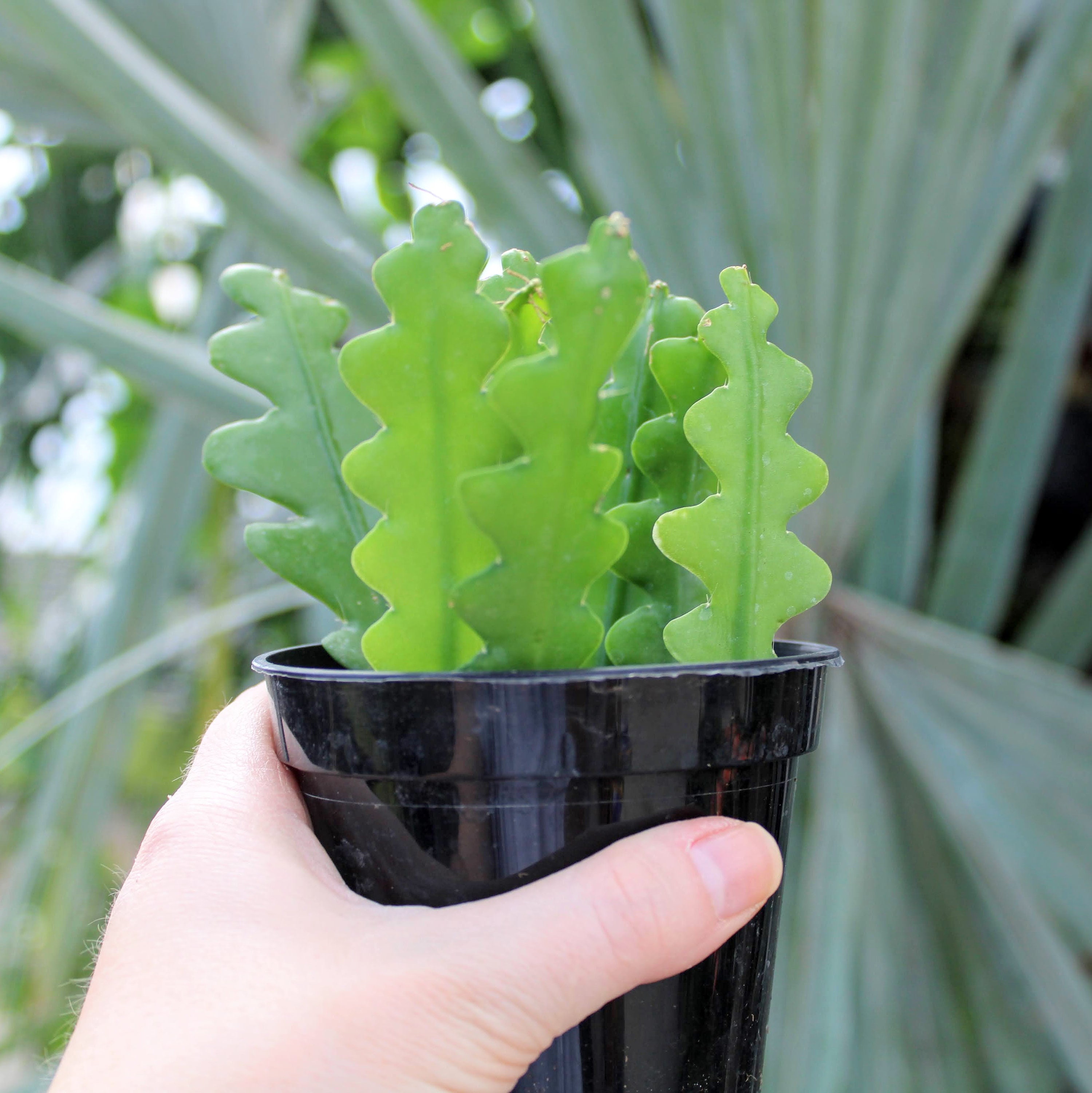 Epiphyllum Anguliger Ric Rac Orchid Cactus Fishbone Cactus Etsy