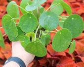 Pilea peperomioides Chinese Money Plant 4 quot