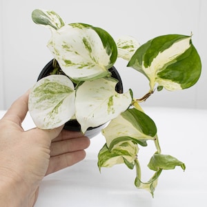 May include: A potted houseplant with large, heart-shaped leaves. The leaves are a mix of white, green, and yellow, with a variegated pattern. The plant is in a black pot, and the background is white.
