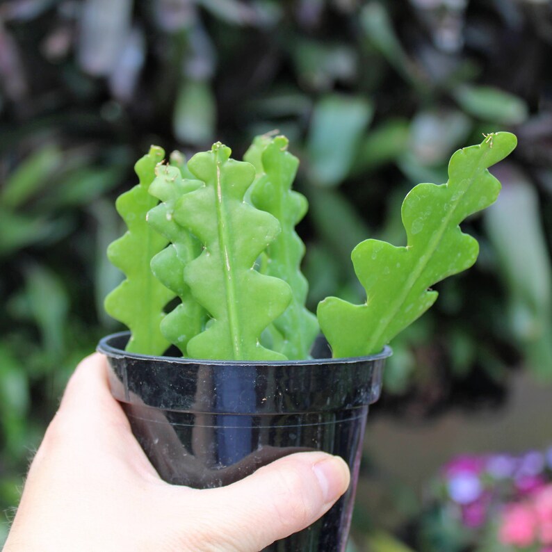 Epiphyllum Anguliger Ric Rac Orchid Cactus Fishbone Cactus Etsy