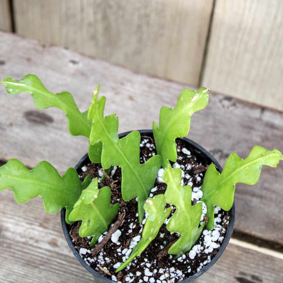 Epiphyllum anguliger Ric Rac Orchid Cactus Fishbone Cactus Etsy