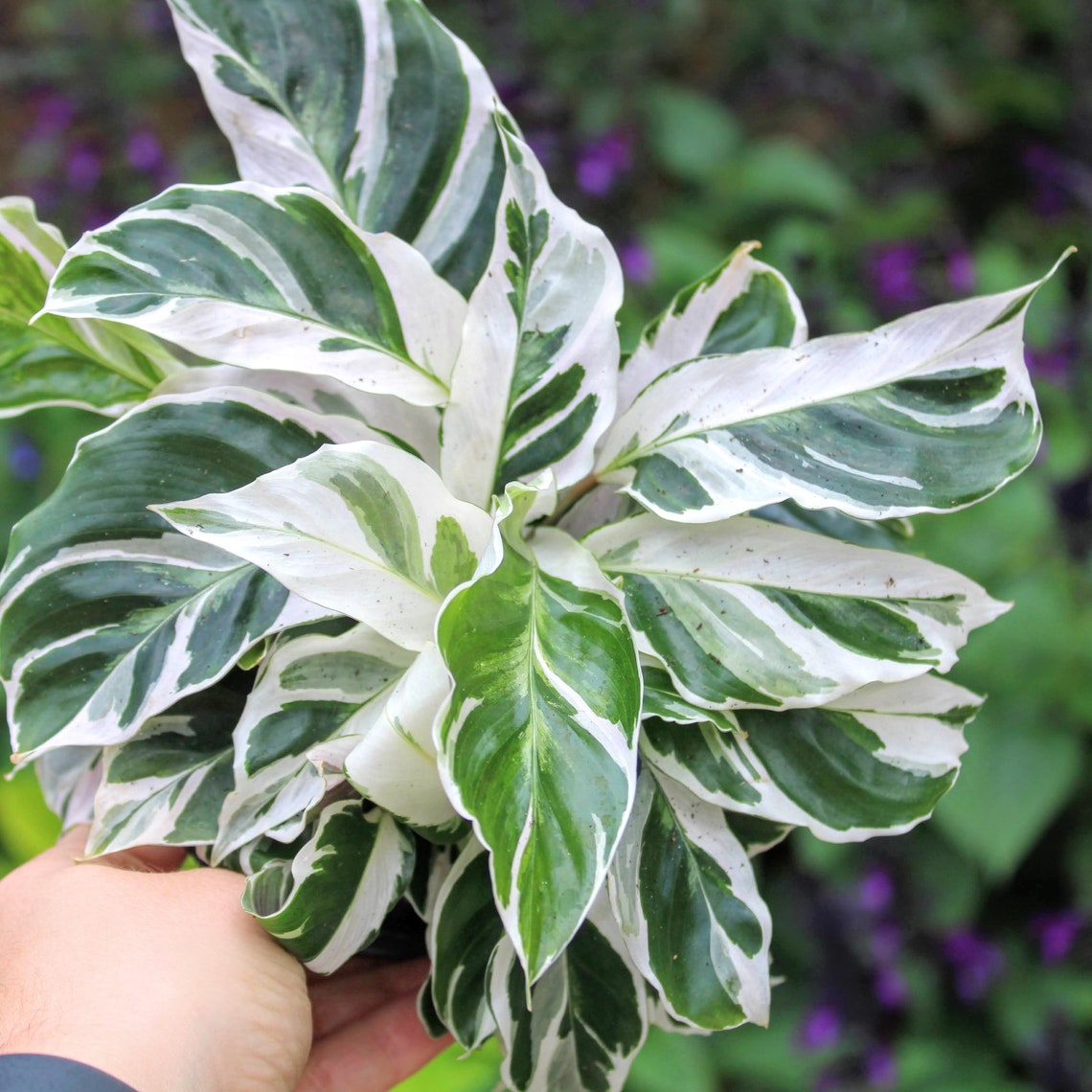 Calathea 