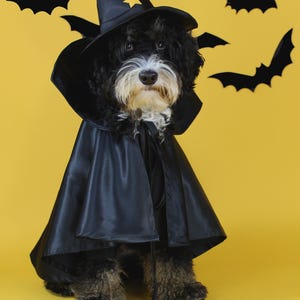 Witch Dog Costume Ensemble
