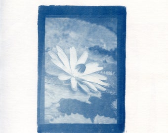Water Lily Cyanotype